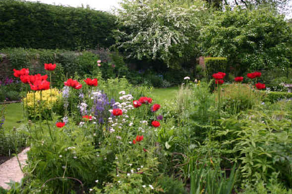 Poppies