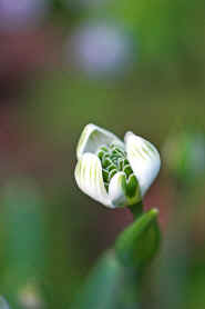 Galanthus "Jaquenetta"