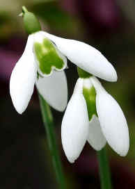 Galanthus "Alison Hilary"