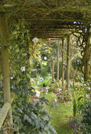 View through the rose arch