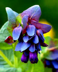 Cerinthe Major
