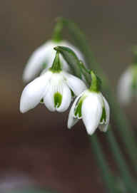 Galanthus "Cordelia"