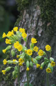 Cowslips