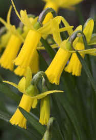Narcissus "Englander"