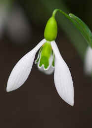 Galanthus "Ding Dong"