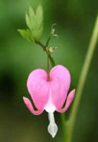 Dicentra spectabilis