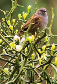 Dunnock on Poncirus Trifoliata