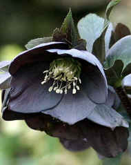 Helleborus x hybridus Ballard Seedling