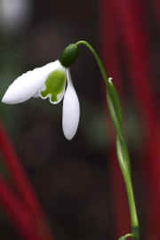 Galanthus "Hoverfly"