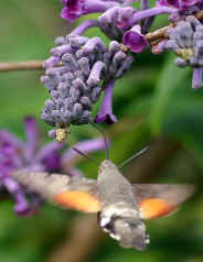Hummingbird Hawkmoth on Buddleia lindleyana