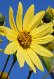 Helianthus "Lemon Queen"