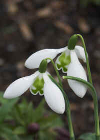 Galanthus "Lapwing"