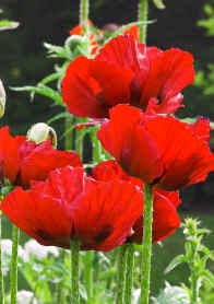 Papaver orientale var bracteatum