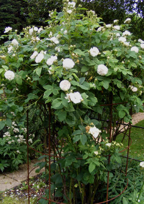 Rose Crown in use
