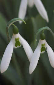 Galanthus elwesii "Sickle"