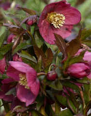 Helleborus x hybridus Ballard Seedling
